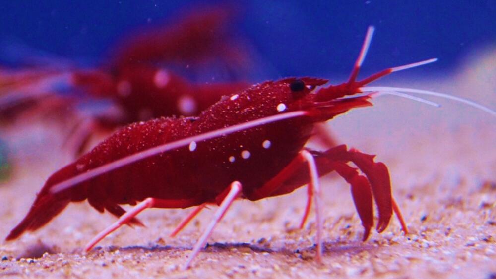 Les Crevettes Nettoyeuses Pour Pr Venir Les Nuisibles Dans Un Aquarium