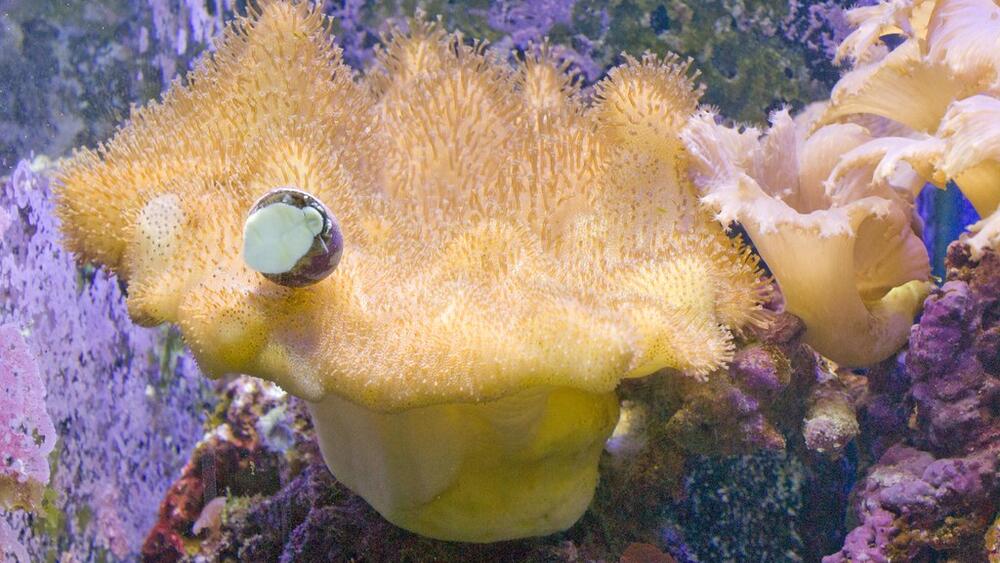 Les Coraux Les Plus Résistants Pour Un Aquarium Récifal Débutant ...